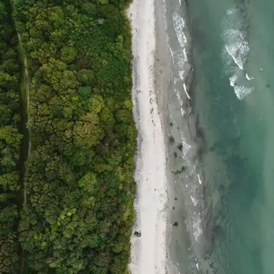 Beach with trees and a body of water.