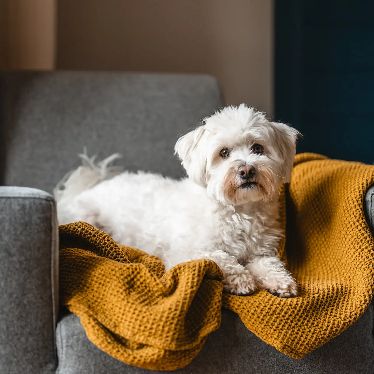 A terrier dog lying on a couch indoors.